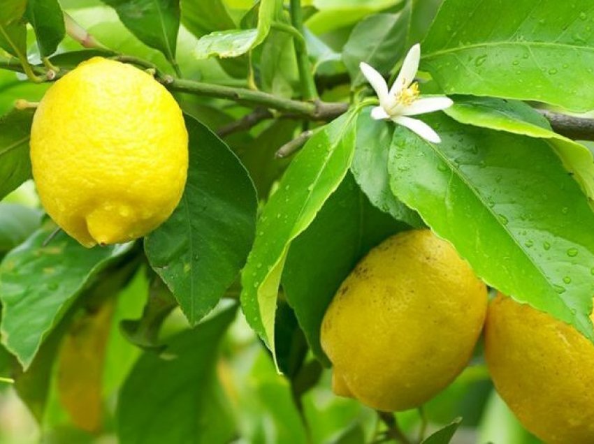 Zbuloni vlerat e 1 limoni në ditë për organizmin