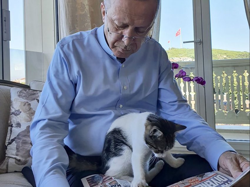 Erdogani poston foton duke lexuar gazetën, gjithë vëmendjen e merr macja