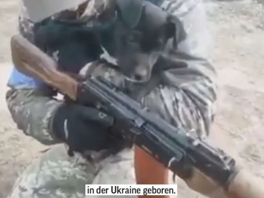 Njihuni me qenin Jessie, që mund t`i dallojë bombat ruse nga ato ukrainase