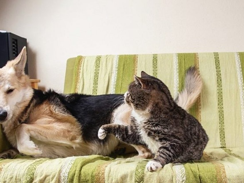 Tri arsye pse macet sulmojnë qentë edhe kur ato nuk provokohen