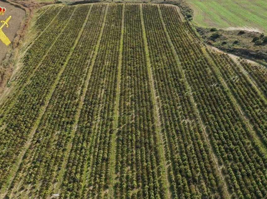 Zbulohet plantacioni më i madh i kanabisit në Evropë, asgjësohen 415 mijë bimë me vlerë 100 mln euro
