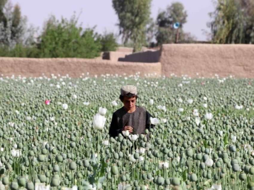 Fermerët afganë pas ndalimit të opiumit: “Si do t’i ushqejmë fëmijët?”
