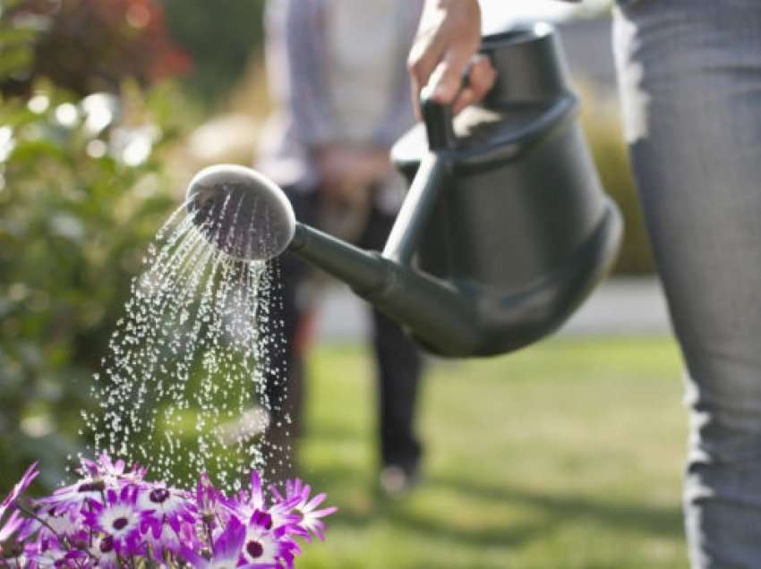 Koha e duhur për ujitjen e bimëve të kopshtit në pranverë