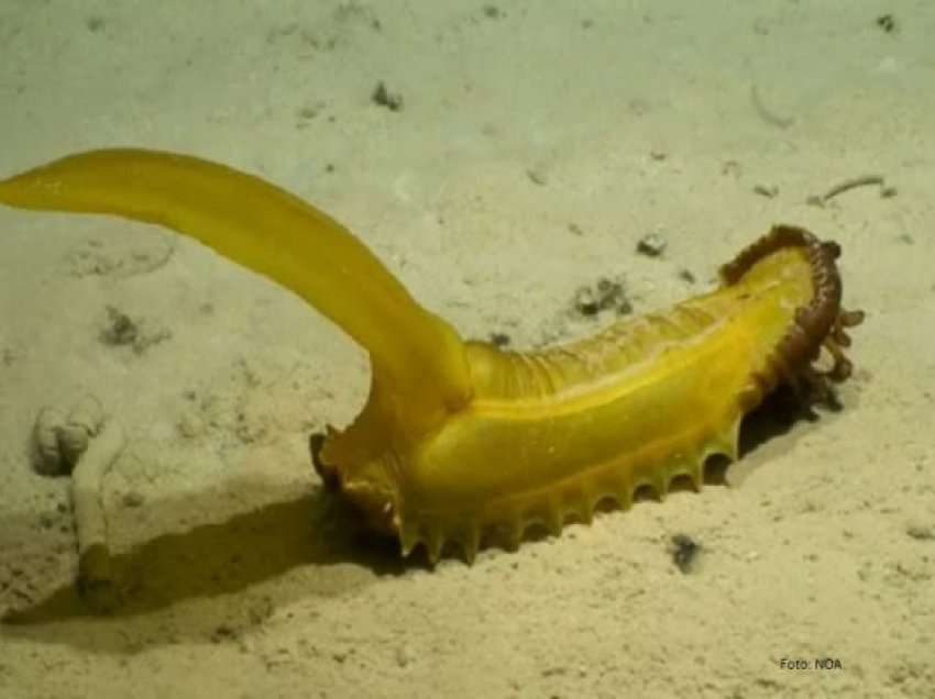 ​“Ketri” i gjetur në thellësi të detit ngjason si një banane gjysmë e qëruar