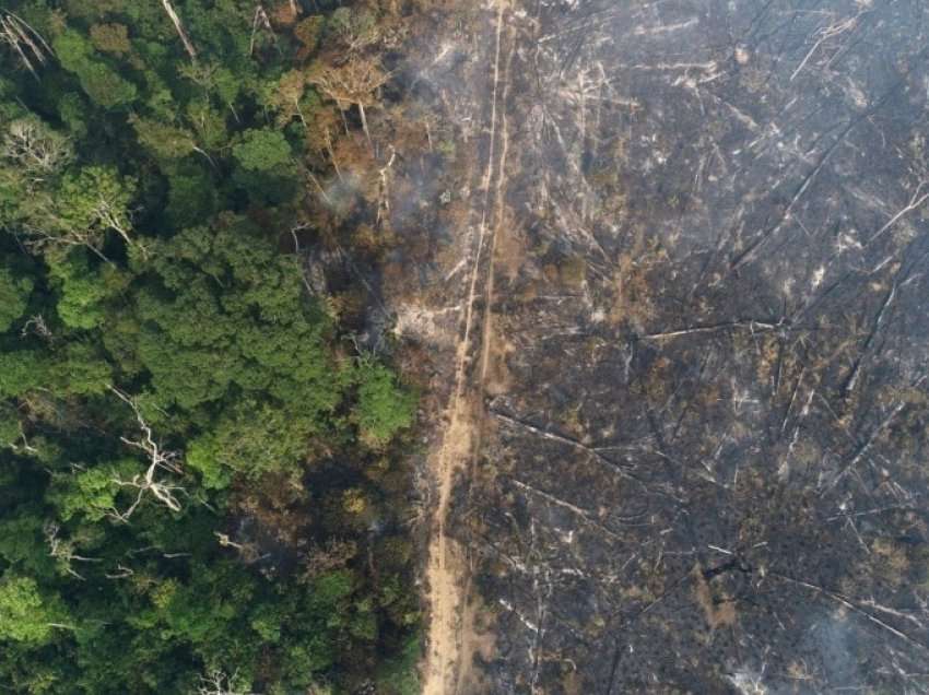 Shpyllëzimi i Amazonës arrin në nivele rekord