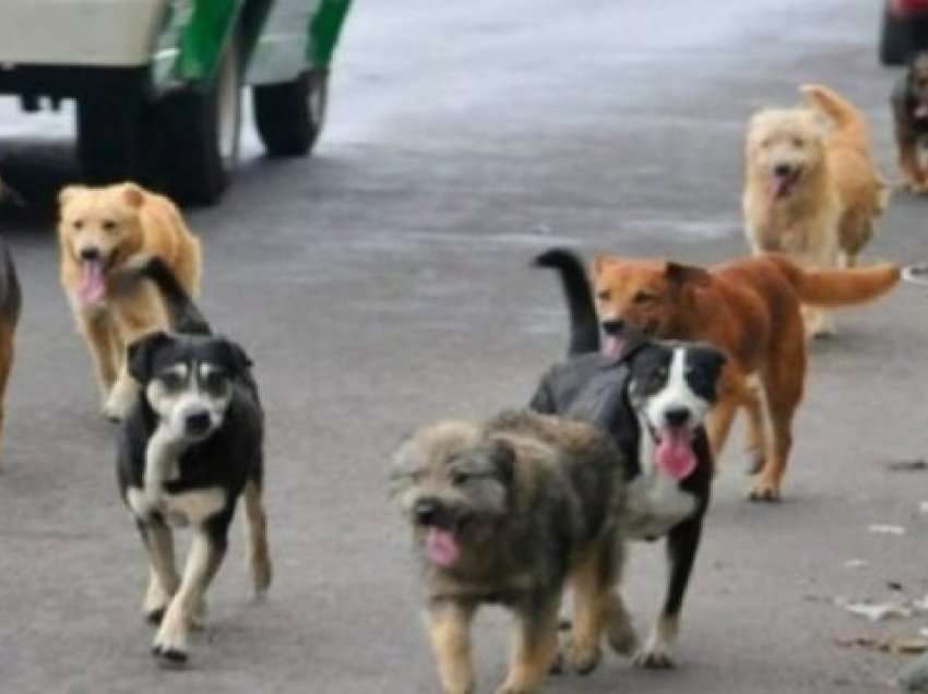 Çipa për qentë endacakë, nga komuna e Prishtinës ankohen se ata po vijnë nga qytete tjera