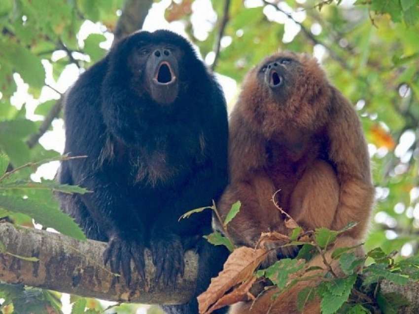 ​Pse njerëzit mund të flasin, por majmunët jo? Hulumtimi ofron teori të reja