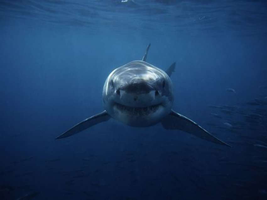 Peshkaqenët mund t’ju shohin duke notuar edhe nëse ju nuk i shihni, paralajmëron eksperti