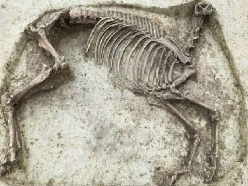 ​Skeleti misterioz i një kali pa kokë gjendet në varrezën e lashtë gjermane