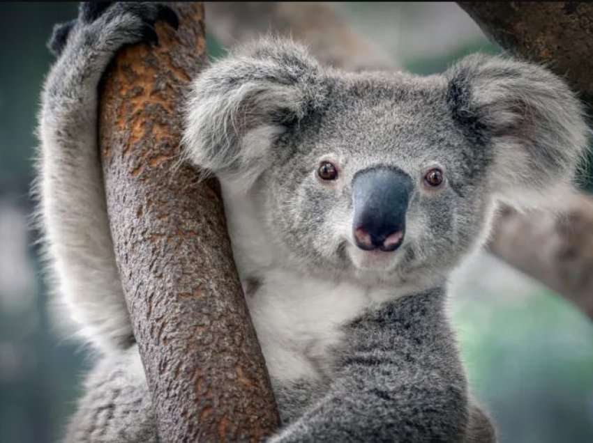 Koalat klasifikohen si specie në rrezik të zhdukjes në Australi, zjarret vranë rreth 1/3 e tyre
