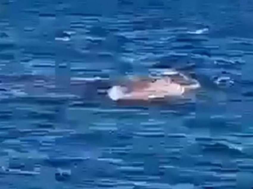 Peshkaqeni 4,5 metra copëton notuesin në plazhin e Sydney