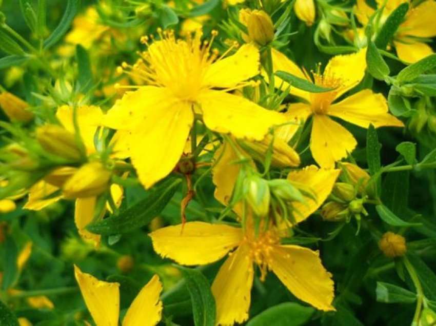7 bimët medicinale që mund t'i rrisni në ballkonin e shtëpisë!