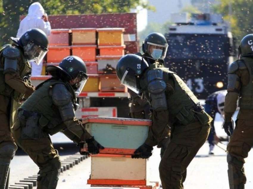 Oficerët në Kili pickohen nga bletët pas protestave të organizuara nga bletarët