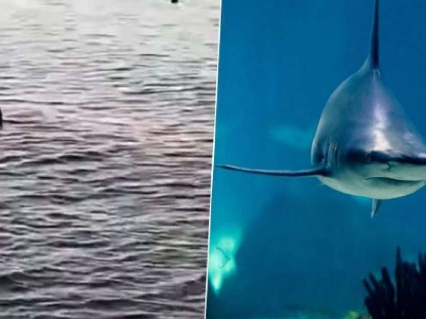 Një peshkaqen sulmoi një grua në Egjipt: Dëshmitarët okularë panë të tronditur skenën e përgjakshme