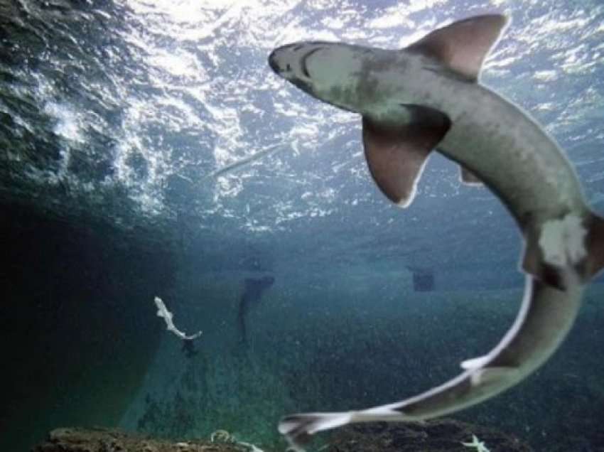 ​10 vendet më të rrezikshme nga sulmet e peshkaqenëve