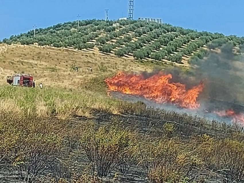 Betejë me flakët në Fier dhe Lushnjë, zjarrëfikësit shuajnë zjarret, digjen qindra rrënjë ullinj