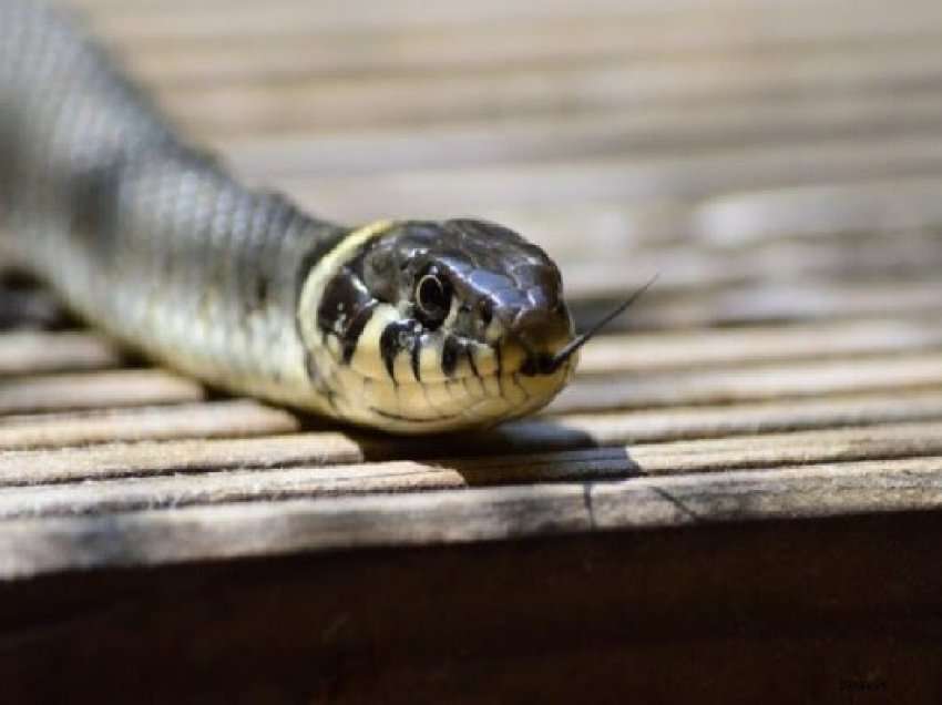 Çfarë nuk guxoni të bëni nëse ju kafshon gjarpëri?