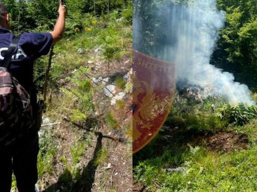 Kanabis në mes të pyllit në Shkodër, evidentohen dy raste dhe digjen nga policia, “pronarët” në arrati!