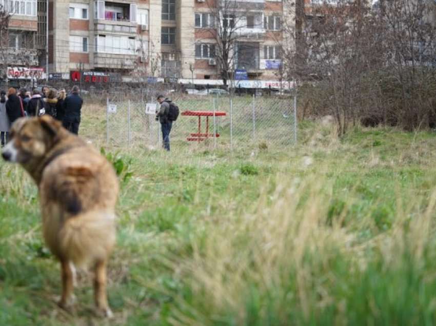Komuna e Prishtinës me strategji 10-pikëshe për zgjidhjen e problemit të qenve endacakë