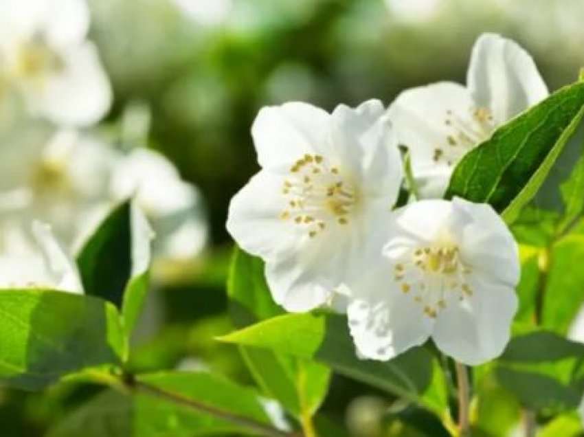 Aroma e kësaj luleje ndihmon te problemet me ankthin dhe pagjumësinë