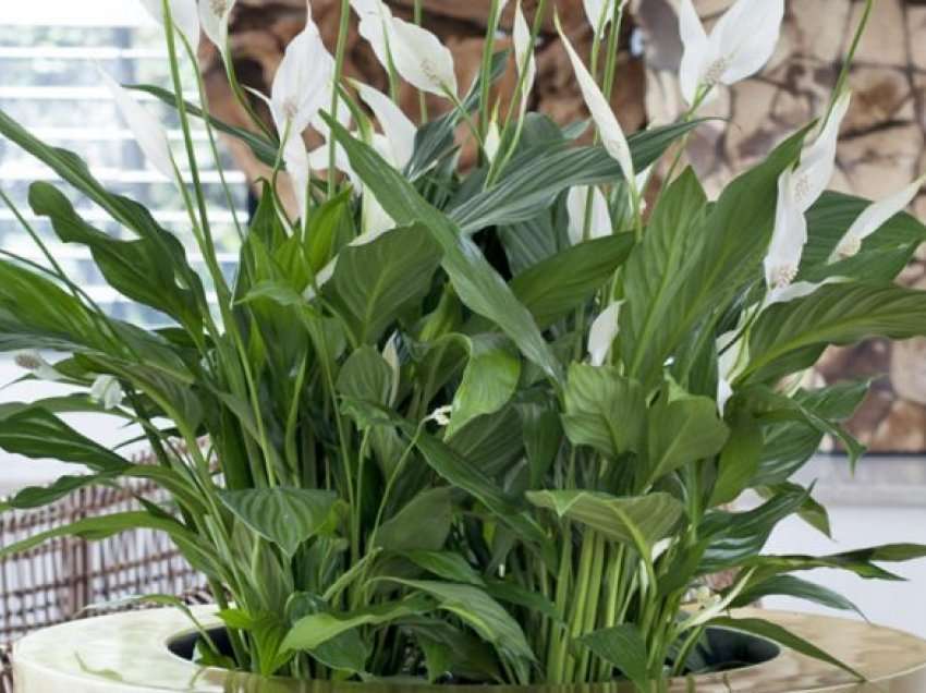 Tri bimë shtëpiake që ‘pastrojnë’ 20 për qind të gazit të dëmshëm për të mbrojtur mushkëritë tuaja nga dëmtimi