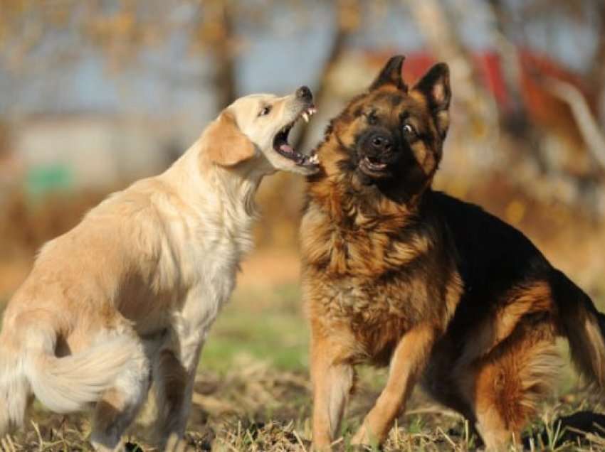 Nëse keni dy ose më shumë qen, shanset janë që ata janë bërë miq me njëri-tjetrin, por çfarë nëse ata nuk shkojnë mirë?