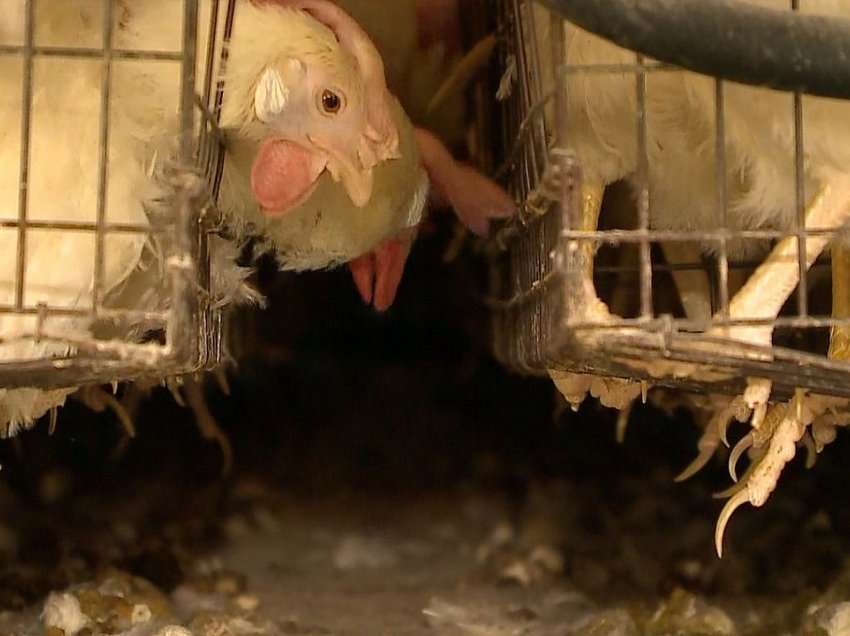 U konfirmua gripi i pulave, Ministria e Bujqësisë urdhëron kryerjen e kontrollit veterinar në të gjitha fermat