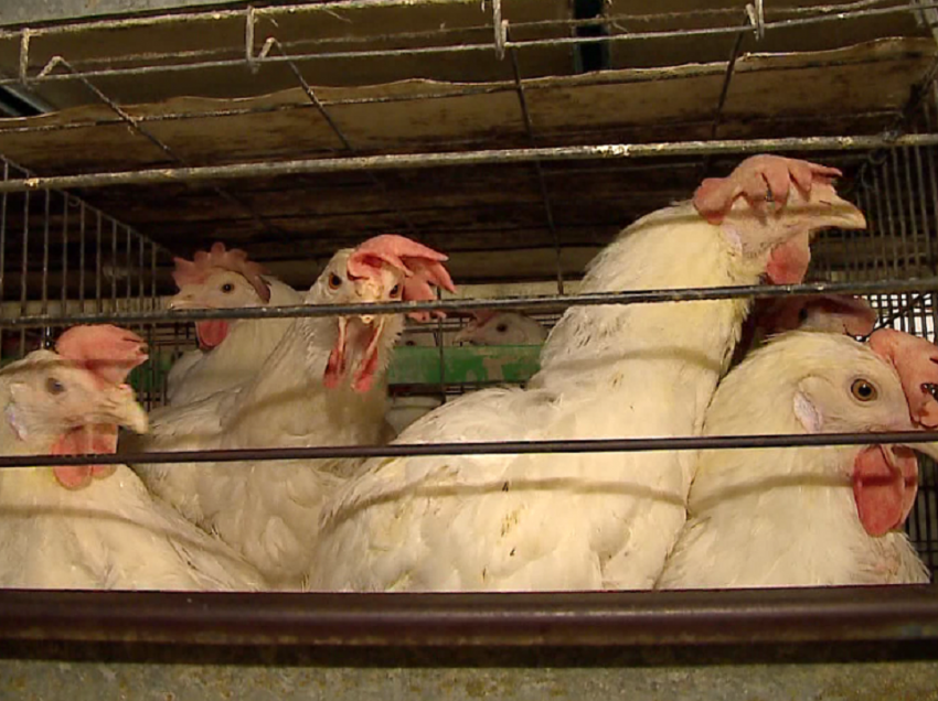 Nis kontrolli i pularive të prekura nga sëmundjet infektive në Durrës, mijëra pula të ngordhura qëndrojnë në qiell të hapur