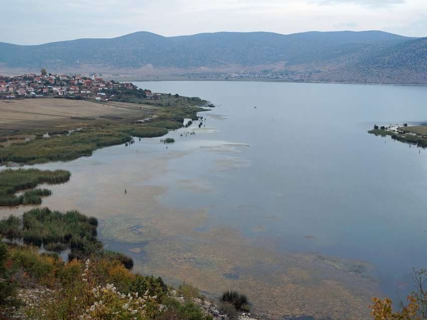 Konfirmohet gripi i shpendëve tek pelikanë edhe në zonën e Prespës