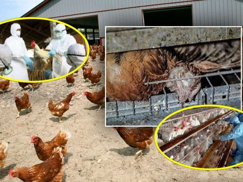 Gripi i pulave/ Zgjerohet rrezja e infektimeve: AKU konfiskon 100 mijë vezë
