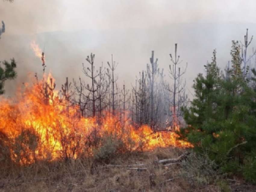 I vuri zjarrin pyllit në fshatin Koçanaj, identifikohet dhe shpallet në kërkim autori