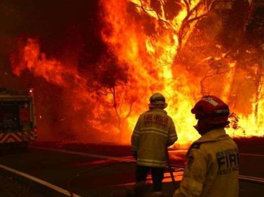 Digjen nga zjarri 300 trupa pemë të arrës në Zubin Potok
