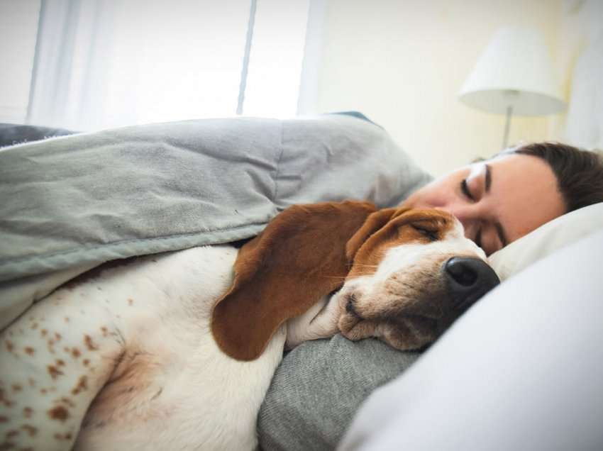 Sa e dobishme është ndarja e shtratit me kafshën tuaj shtëpiake