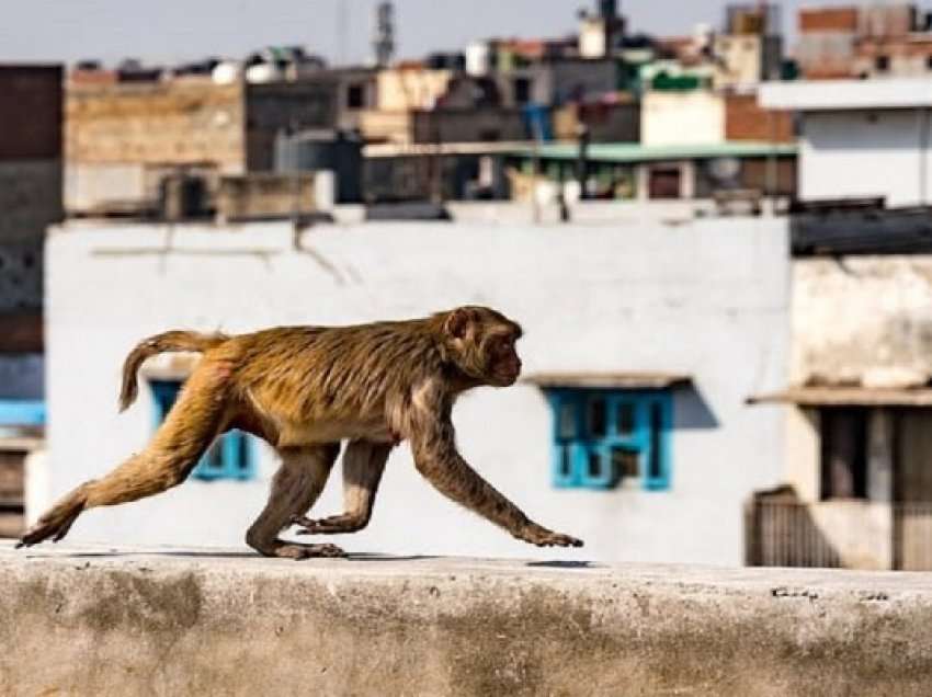 ​Ndërpritet gjyqi për vrasje pasi majmuni ka vjedhur prova në Indi