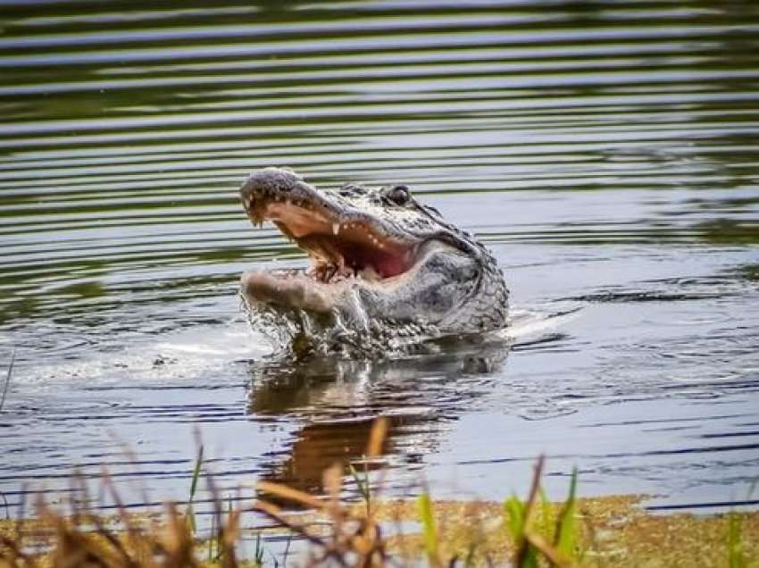 Burri dërgohet në spital pas përleshjes me krokodilin e lumit në ujëvarë