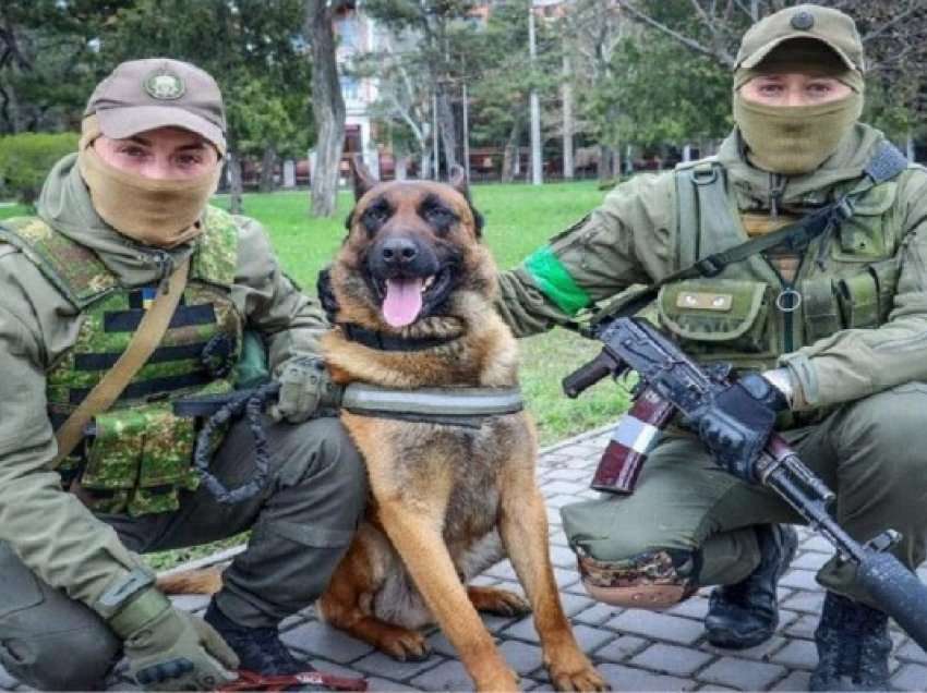 ​Qeni i braktisur nga rusët do të shërbejë në gardën kombëtare të Ukrainës