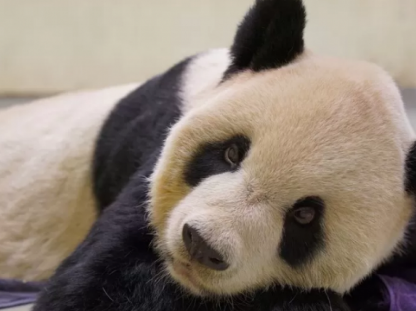 Ngordh panda gjigante në Tajvan