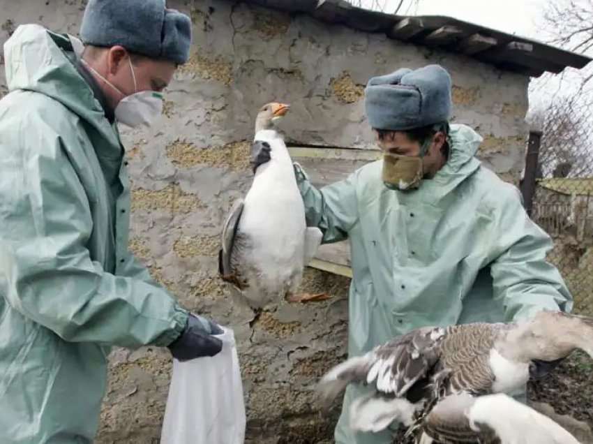  Gripi i shpendëve ‘mbërthen’ Evropën, pas Francës edhe Holanda asgjëson 29 mijë pula