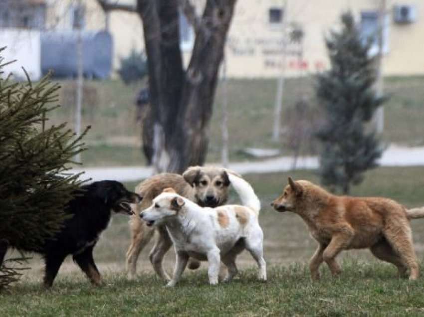 Kafshimet e qenve endacakë tronditën banorët e Prishtinës