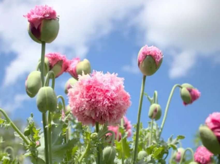 Fermerja “tronditet” kur mëson se mbolli gabimisht bimë opiumi