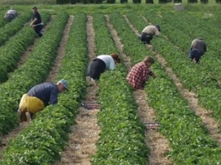   Greqia nuk ka punëtorë sezonalë, kërkon ndihmë nga Shqipëria! S’po përballon dot periudhën e vjeljeve