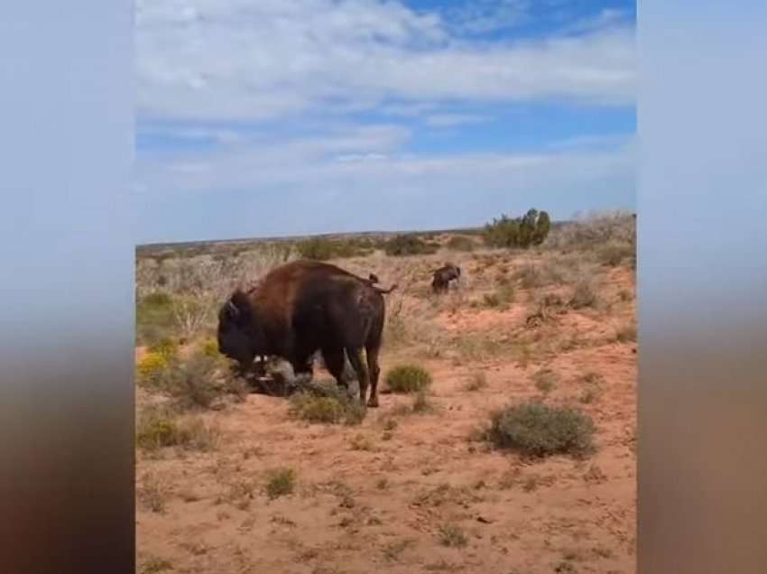 Momenti kur bizoni e sulmon dhe ia ngulë brinjët alpinistës në Teksas