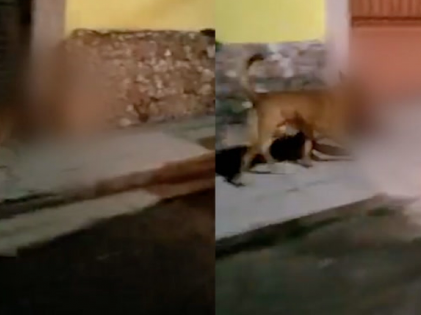 Horror në Meksikë, qeni lëviz me një kokë njeriu në rrugë