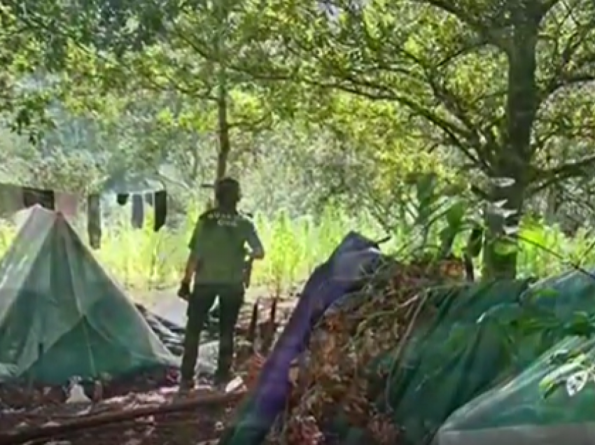 Mbi 2500 metra katrorë plantacion/ Policia spanjolle ‘kap mat’ dy shqiptarë që ishin zhvendosur me banim në pyll