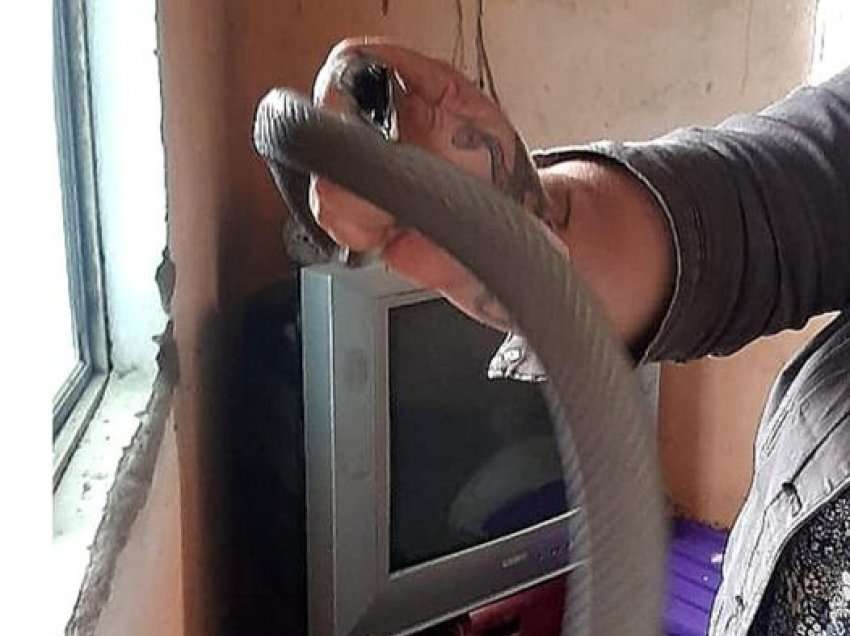 Dy gjarpërinj, mamba të zinj, kapen në një shtëpi brenda dy ditësh