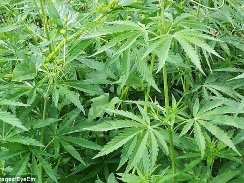 Aksioni anti-drogë në Deçan e Gjakovë, konfiskohen 180 bimë marihuanë