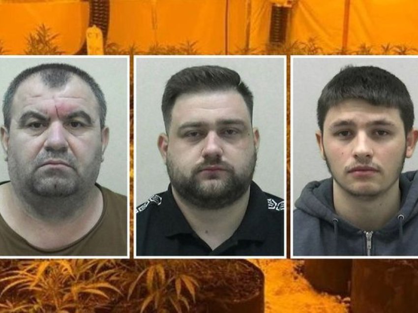 Kapen brenda ‘shtëpisë së barit’, e pësojnë keq 3 emigrantë shqiptarë në Angli - droga me vlerë 800 mijë paund