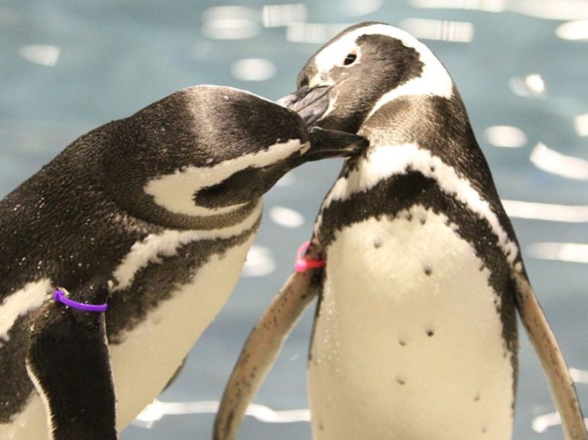 Çdo ditë, pinguinët deklarojnë me zë të lartë dashurinë për partnerin e tyre dhe kërcejnë me lumturi