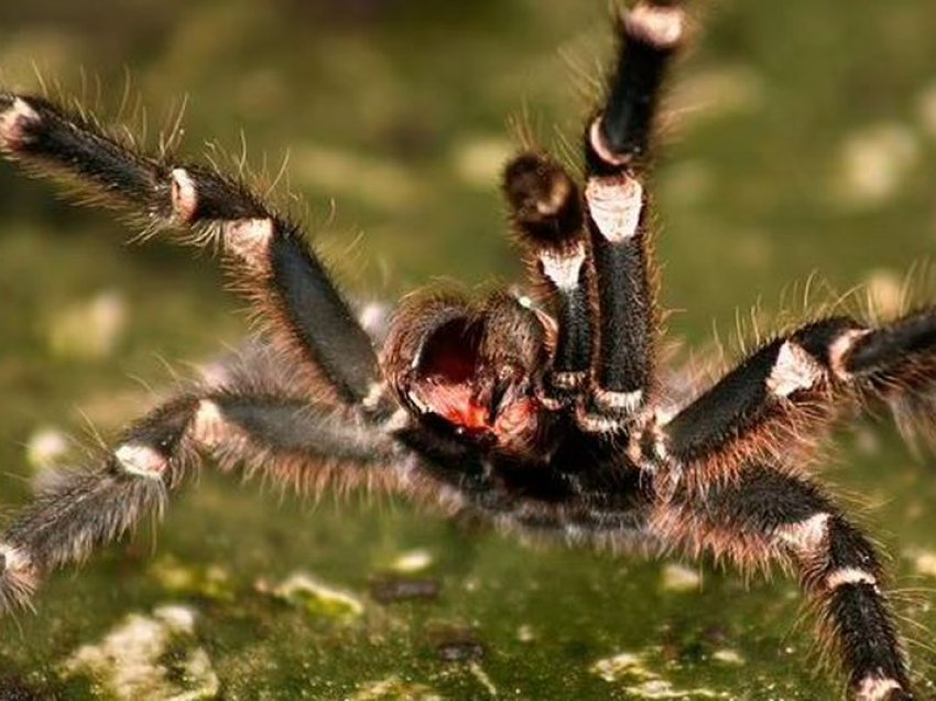 Ngrihet alarmi! Mbyllet një market për shkak të një merimange, pickimi i saj shkakton ereksion të përhershëm