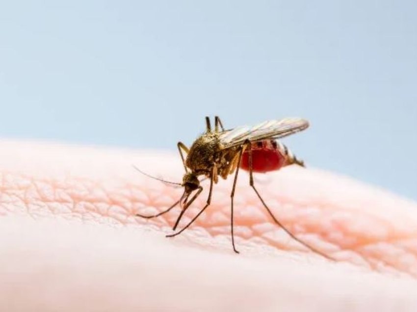 Italia preket nga virusi i Nilit Perëndimor, raporton 56 infeksione e një vdekje